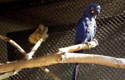 Arara-azul-de-lear em cima de galho no Zoológico da Fundação Zoo-Botânica de BH