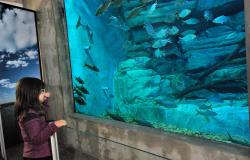 Menina olha peixes no Aquário do do Rio São Francisco, da Fundação Zoo-Botânica de Belo Horizonte.