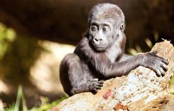Gorilinha sobre tronco de árvore na Fundação Zoo-Botânica de BH durante o dia. 