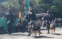 Guardas municipais com cães no desfile de 7 de setembro